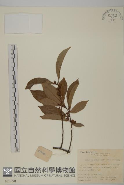 窄葉南蛇藤藏品圖，第1張