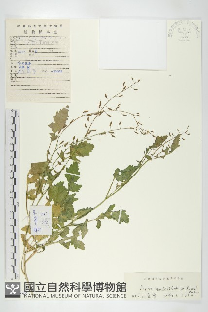 鳳花菜藏品圖，第1張