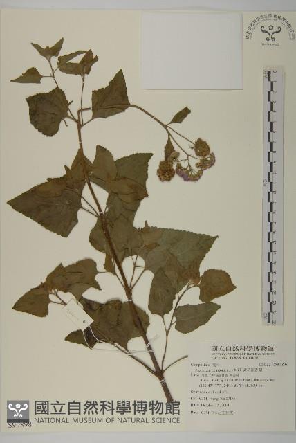 紫花霍香薊藏品圖，第1張