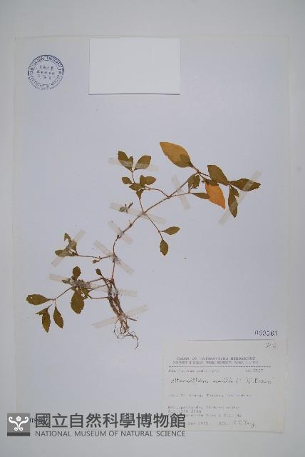 蓮子草藏品圖，第1張