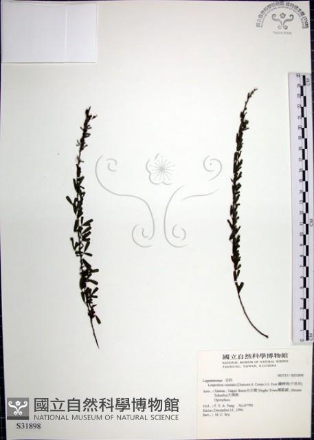 鐵掃帚、千里光藏品圖，第1張