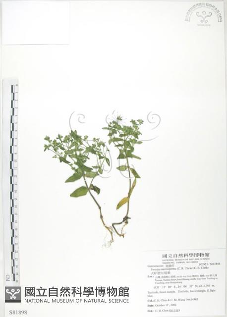 大籽當藥、巒大當藥藏品圖，第1張