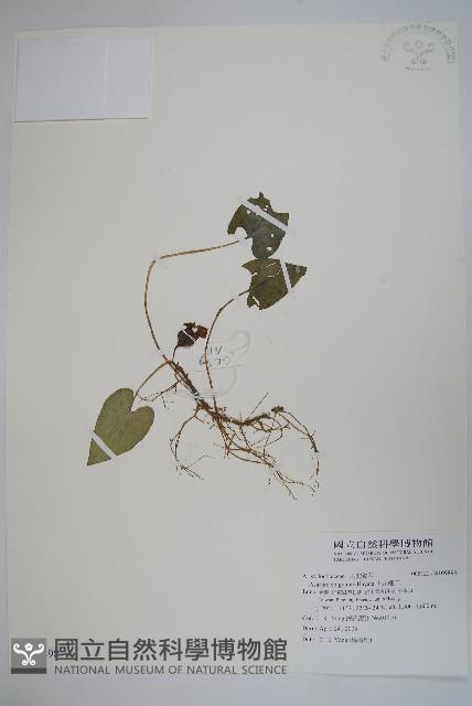 上花細辛藏品圖，第1張