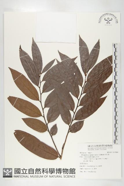 軟毛柿藏品圖，第1張