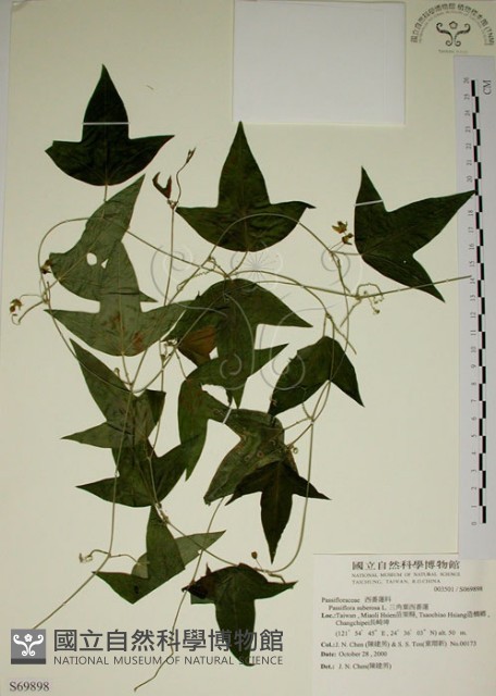 三角葉西番蓮藏品圖，第1張