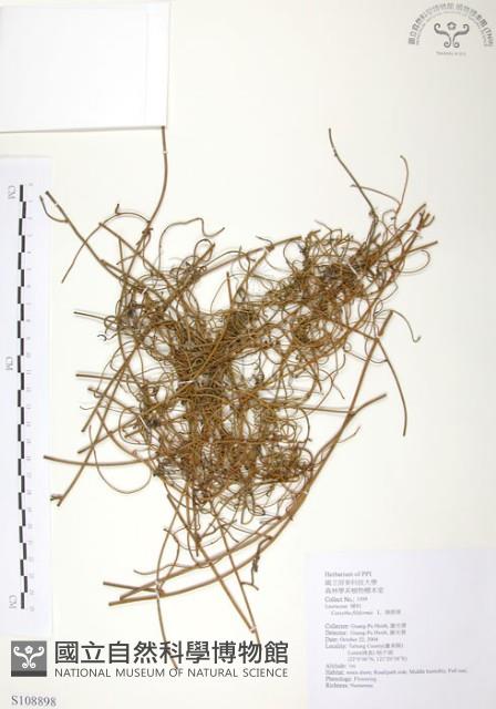 無根草藏品圖，第1張