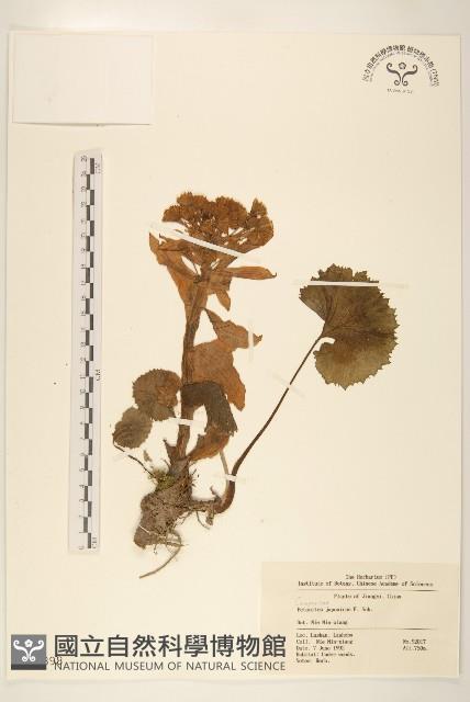 蜂斗菜、蛇頭菜藏品圖，第1張