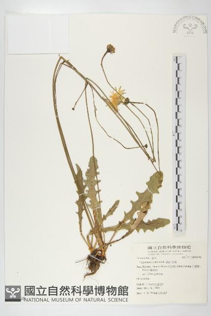 貓兒菊藏品圖，第1張