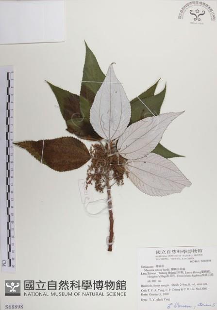 蘭嶼水絲麻藏品圖，第1張