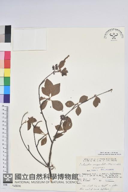 鐘鈴花、美鈴兒花、黃吊鐘花、鈴兒花藏品圖，第1張