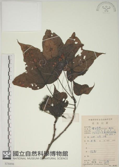 楓香、楓樹藏品圖，第1張