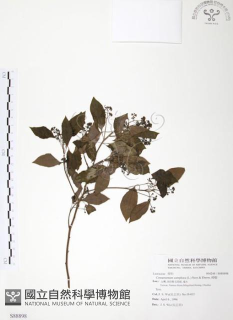 樟樹藏品圖，第1張