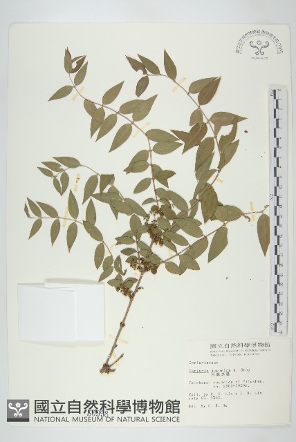 臺灣馬桑藏品圖，第1張
