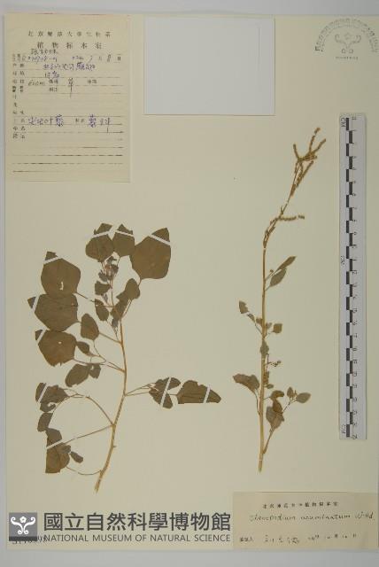 變葉藜藏品圖，第1張