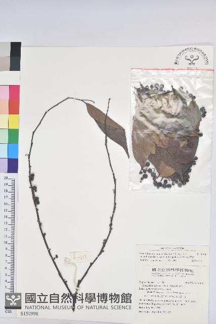 披針葉饅頭果藏品圖，第1張