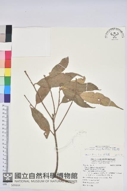 杏葉石櫟、校栗、校櫟藏品圖，第1張