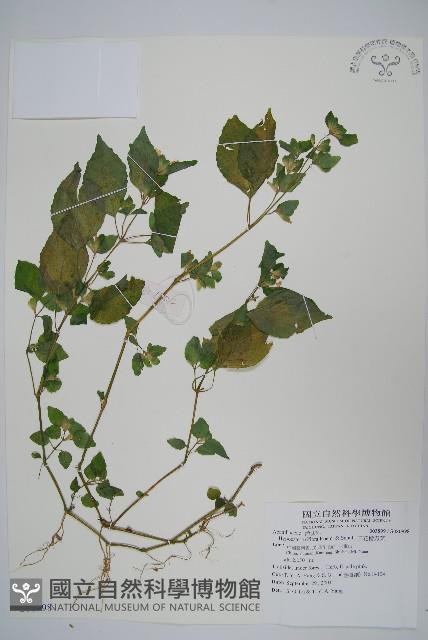 三花槍刀菜藏品圖，第1張