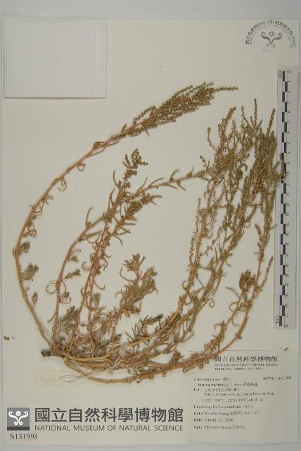 裸花鹼蓬藏品圖，第1張