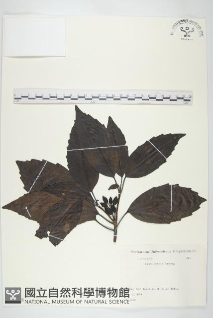 東瀛珊瑚藏品圖，第1張