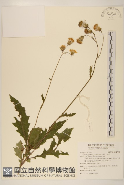 黃花三七草藏品圖，第1張