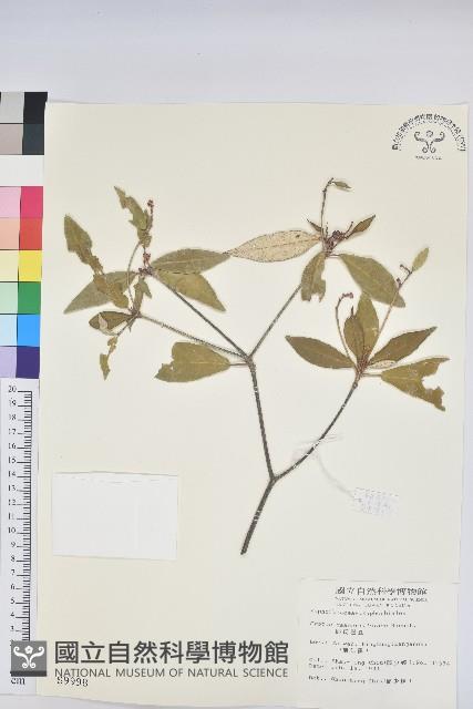 裡白巴豆藏品圖，第1張