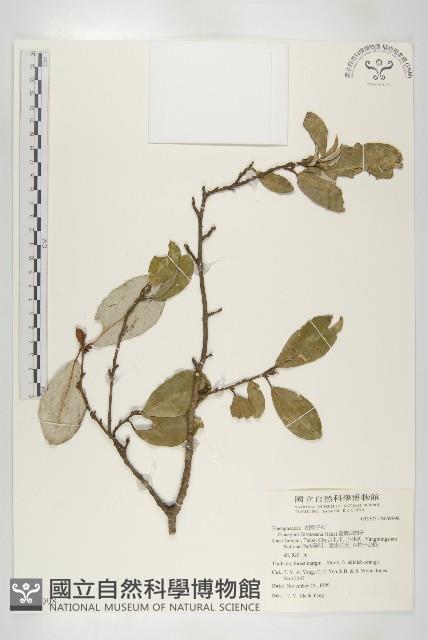 臺灣胡頹子藏品圖，第1張