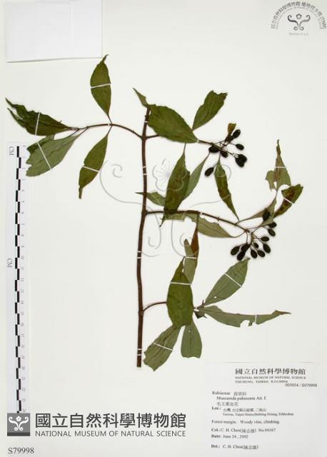 毛玉葉金花藏品圖，第1張