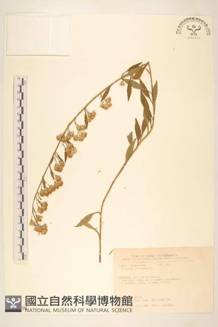 北美一枝黃花藏品圖，第1張