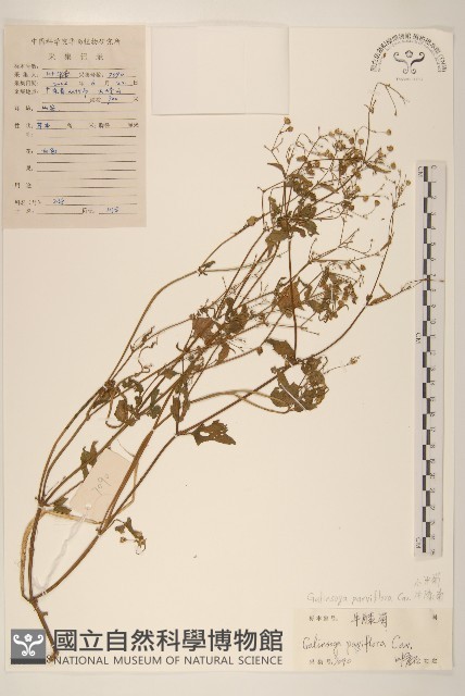 小米菊藏品圖，第1張