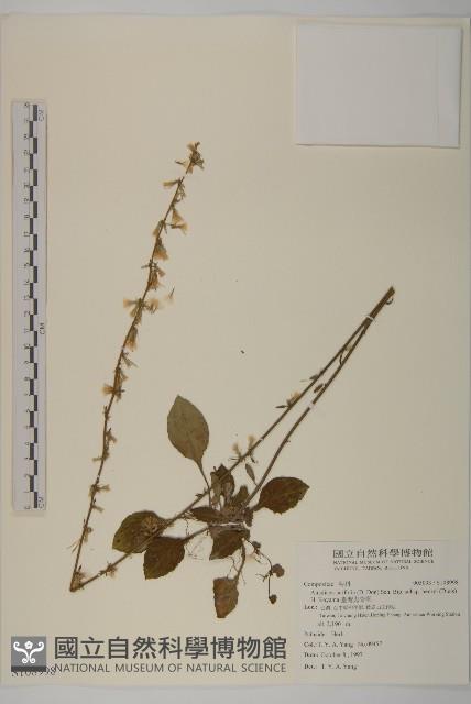 臺灣鬼督郵藏品圖，第1張