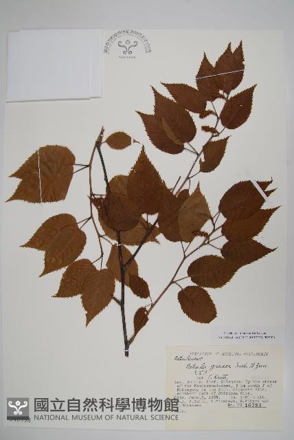 登錄號:S048998藏品圖，第1張