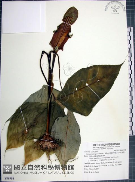 申跋、油跋、小天南星藏品圖，第1張