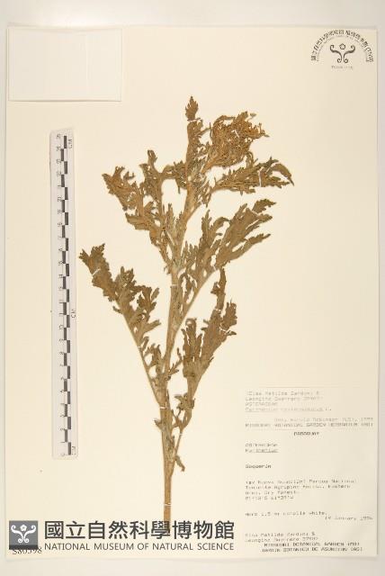 銀膠菊藏品圖，第1張