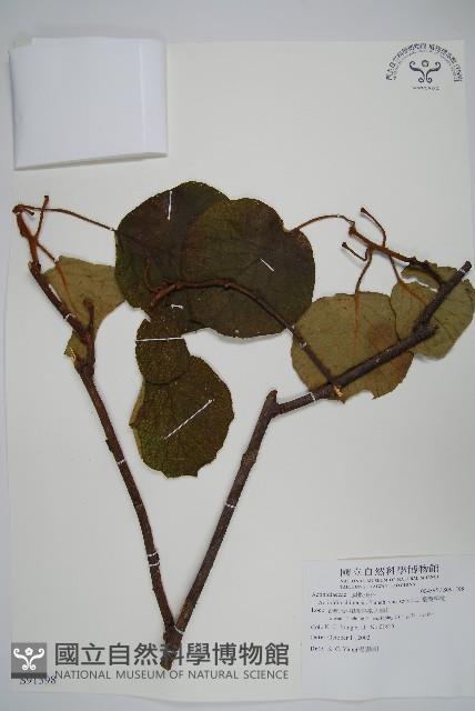 臺灣羊桃藏品圖，第1張