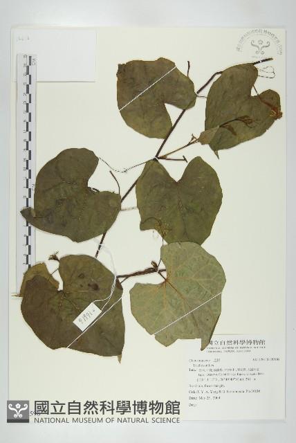 登錄號:S109598藏品圖，第1張