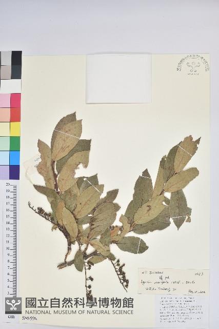 南燭藏品圖，第1張