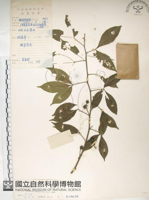 飛龍掌血藏品圖，第1張