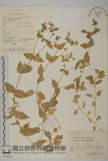 牛繁縷藏品圖，第1張