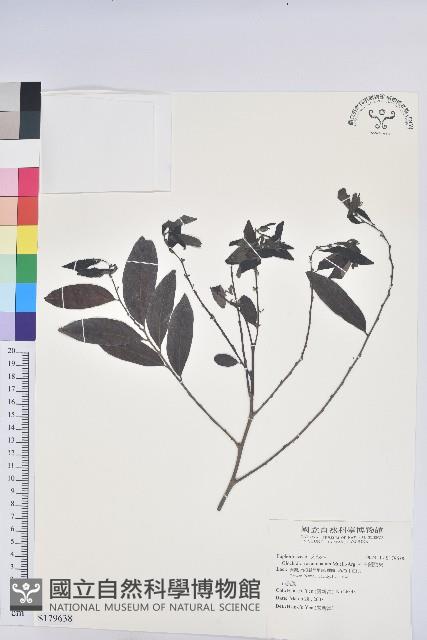 裡白饅頭果藏品圖，第1張