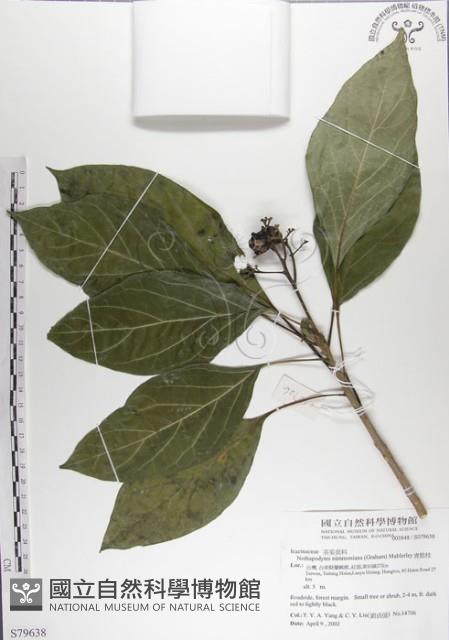 青脆枝藏品圖，第1張