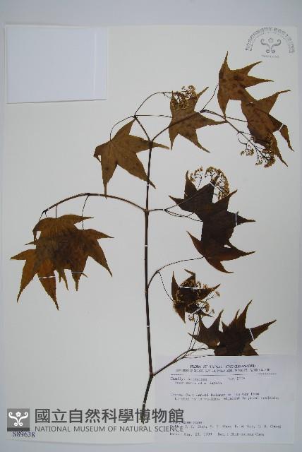 青楓藏品圖，第1張