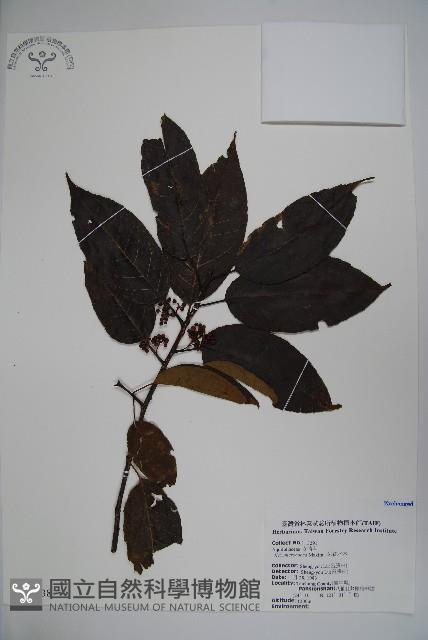 朱紅水木藏品圖，第1張