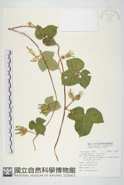 碗仔花藏品圖，第1張