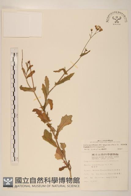 紫背草藏品圖，第1張