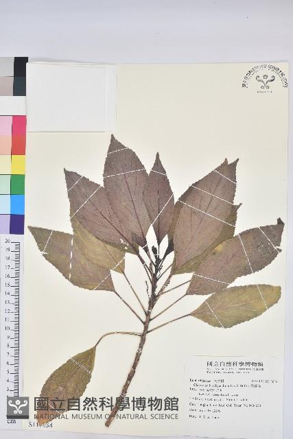 假鐵莧藏品圖，第1張