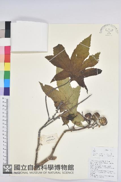 蓖麻藏品圖，第1張