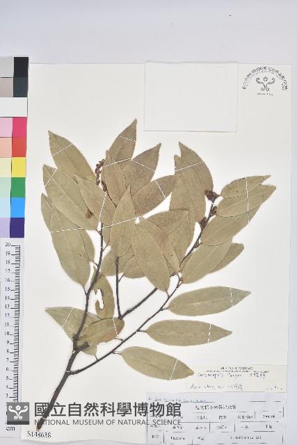 火燒柯、栲樹藏品圖，第1張