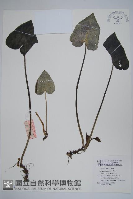 薄葉細辛、尾花細辛藏品圖，第1張