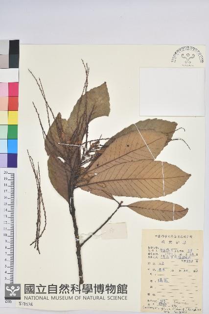 黧蒴栲藏品圖，第1張