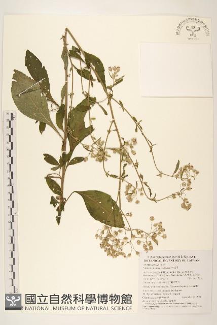 一枝香藏品圖，第1張